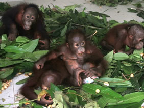 orangutan samboja