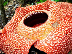 rafflesia bengkulu
