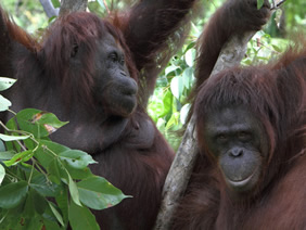 samboja orangutan